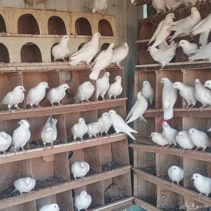 حمام فرنسي 2