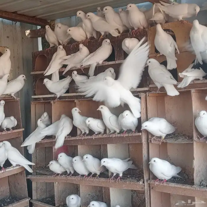 حمام فرنسي 3