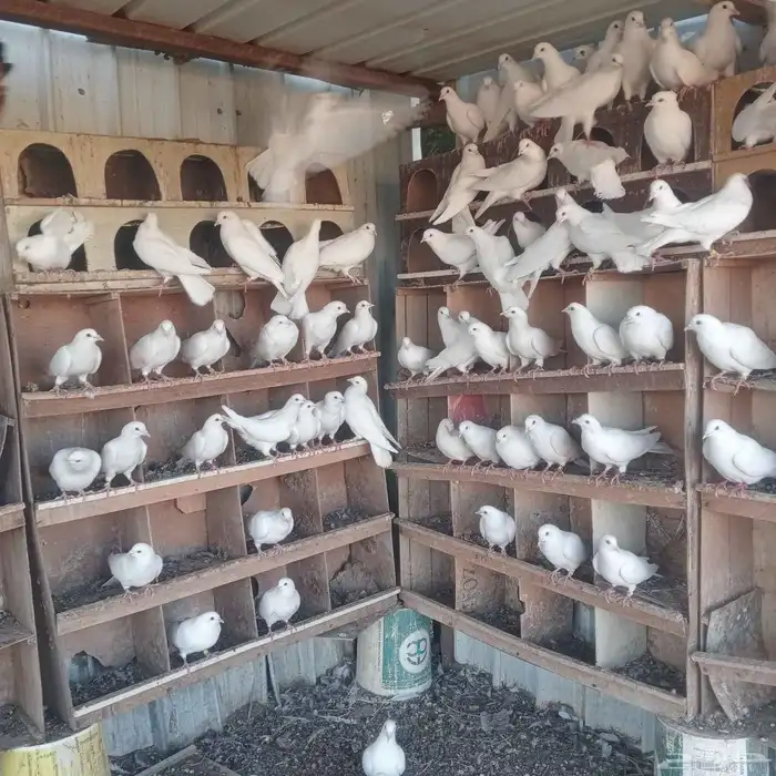 حمام فرنسي 1