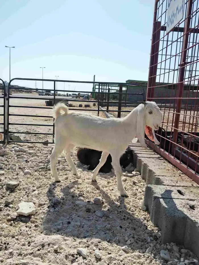 صخله للبيع بالقريات 0