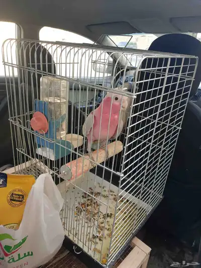 موصل طيور حيوانات اليفه أمانات index