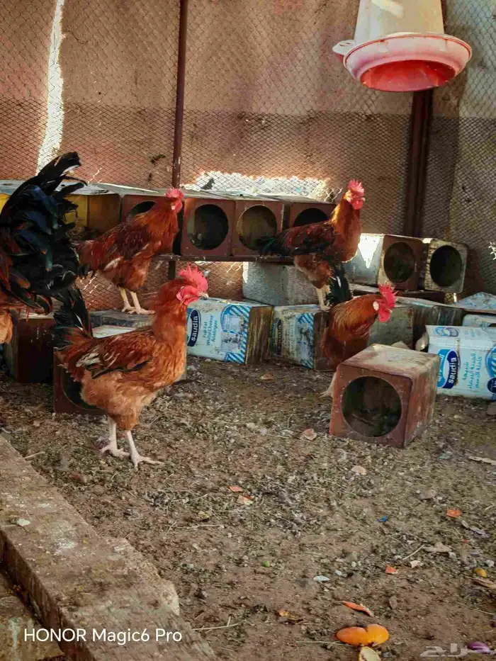 دكه فرنسي العمر 10شهور 1