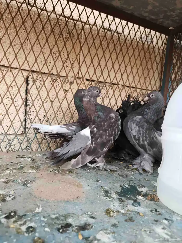 ثلاث اجواز جاوه على وشك الجهوزيه 1