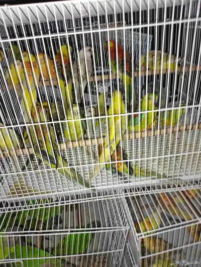 موصل طيور حيوانات اليفه أمانات index