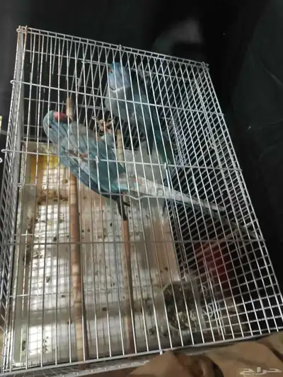 موصل طيور حيوانات اليفه أمانات index