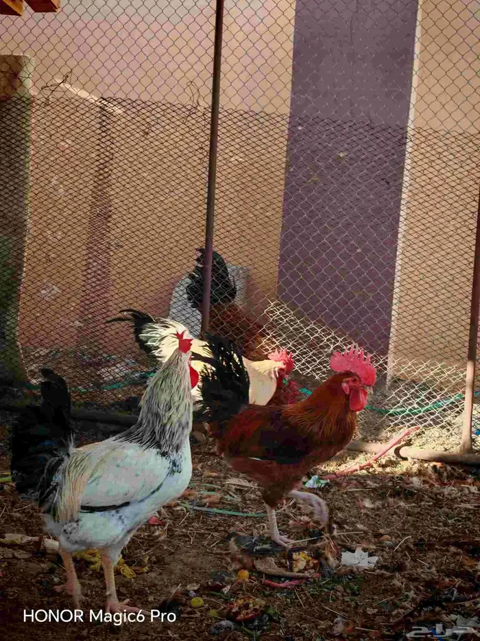 دكه فرنسي العمر 10شهور 2