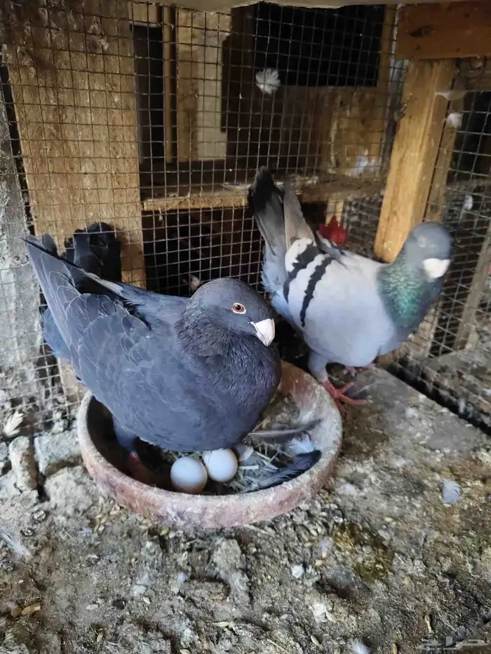 جوز همر للبيع 0