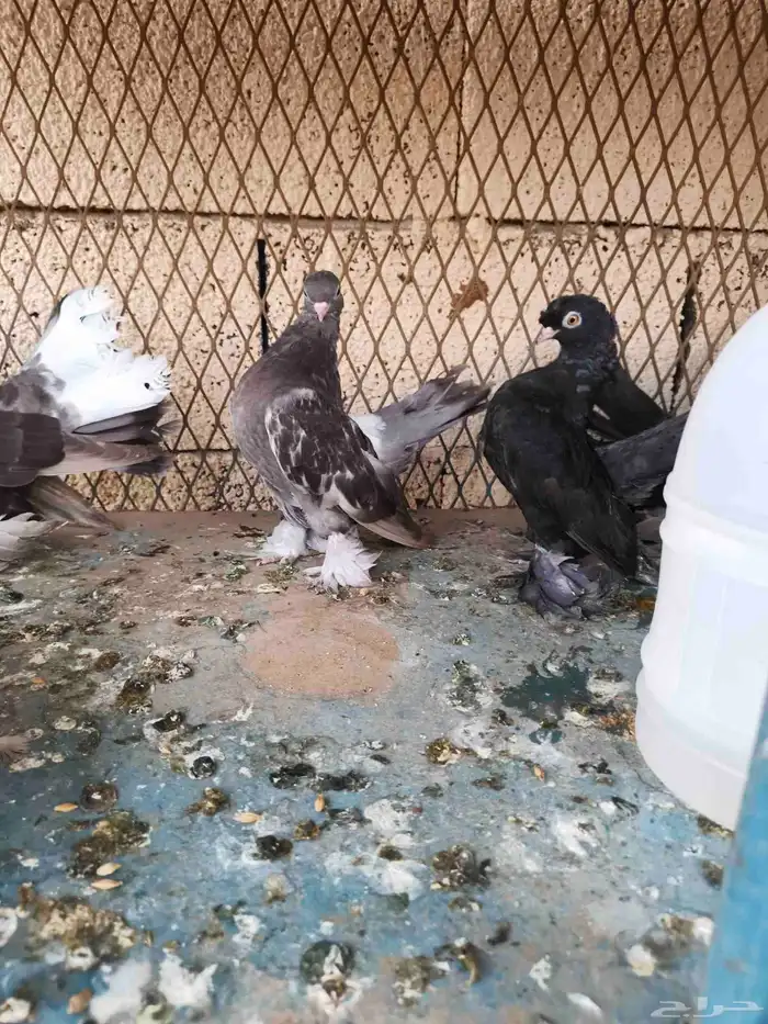 ثلاث اجواز جاوه على وشك الجهوزيه 0