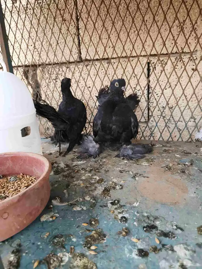 ثلاث اجواز جاوه على وشك الجهوزيه 2