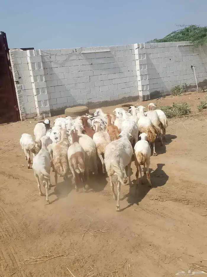 ضان قرايب الا شرط اسن ثني وربع وسديس العدد 30 0