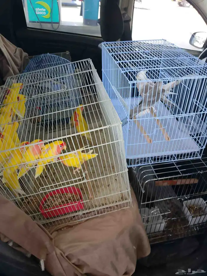 موصل طيور حيوانات اليفه أمانات 9