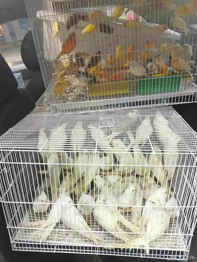 موصل طيور حيوانات اليفه أمانات index