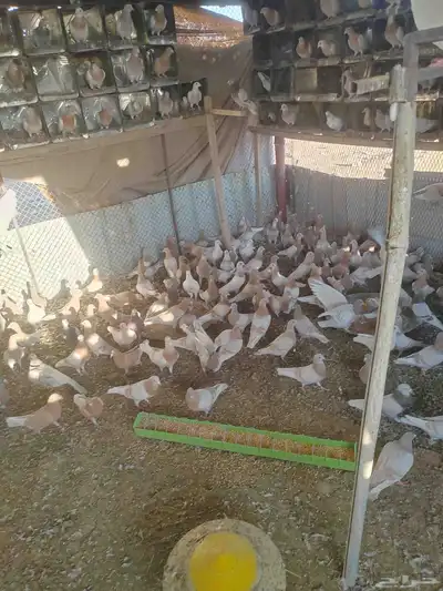 حمام كريمي index