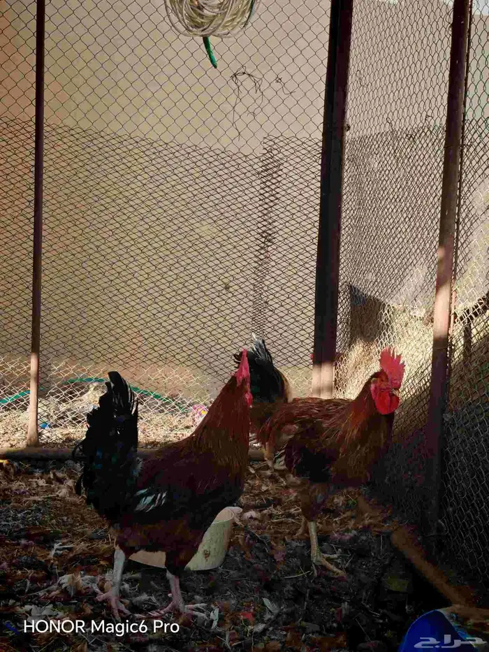 دكه فرنسي العمر 10شهور 0