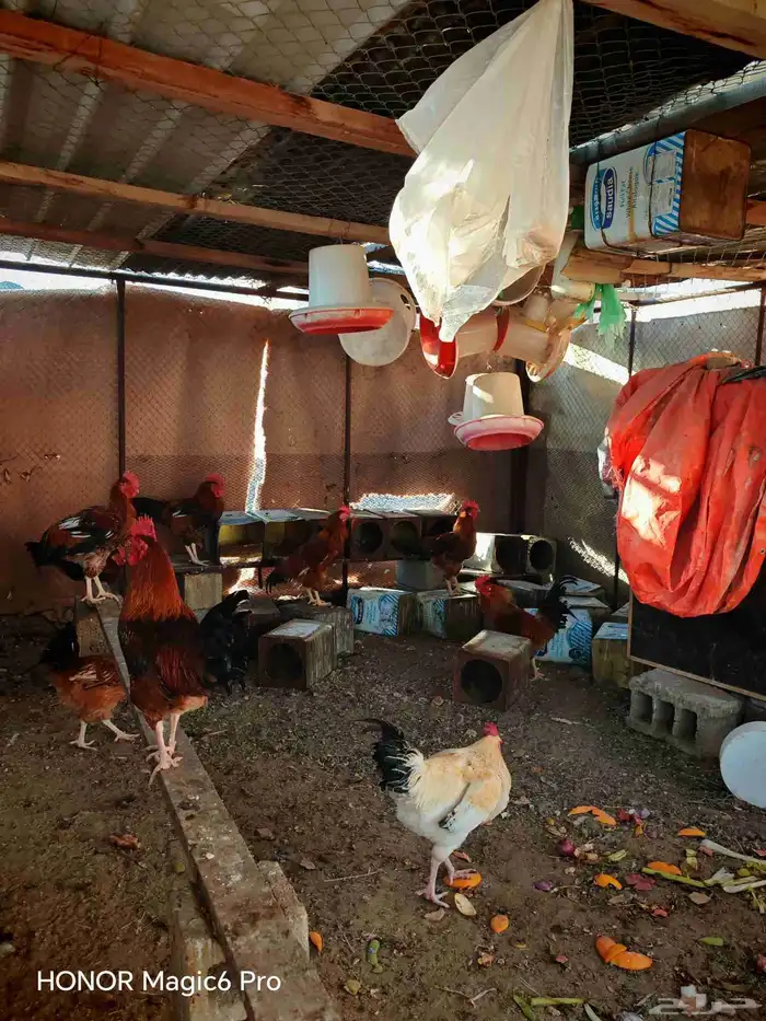 دكه فرنسي العمر 10شهور 4