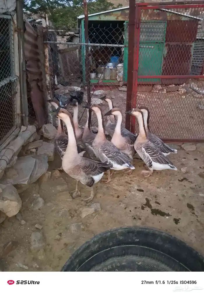 وز عراقي كوبرا أصل للبيع 2