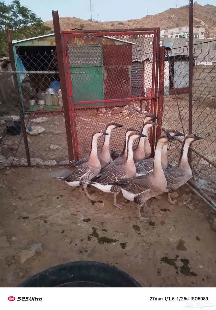 وز عراقي كوبرا أصل للبيع 0