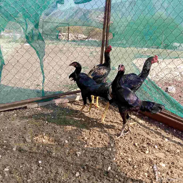 دجاج باكستاني سندي 2