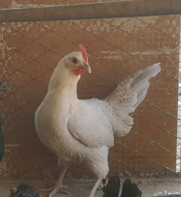 دجاج فيومي سيلفر 0