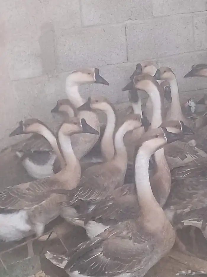 وز عراقي دم صافي كبرا 2