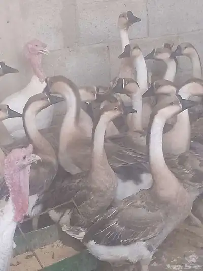 وز عراقي دم صافي كبرا index