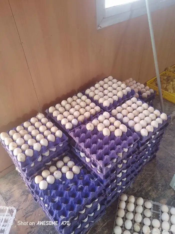 سلام عليكم ورحمة الله وبركاته لبيع مشروع بط بيض كامل مفروز 2