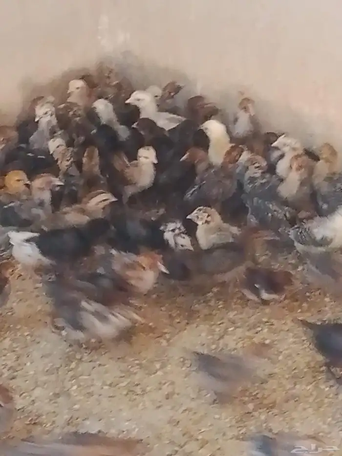 صوص فيومى وبلدى عمر اسبوعين 0