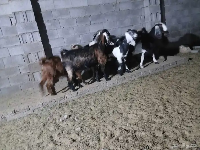 معزا عوارض 0