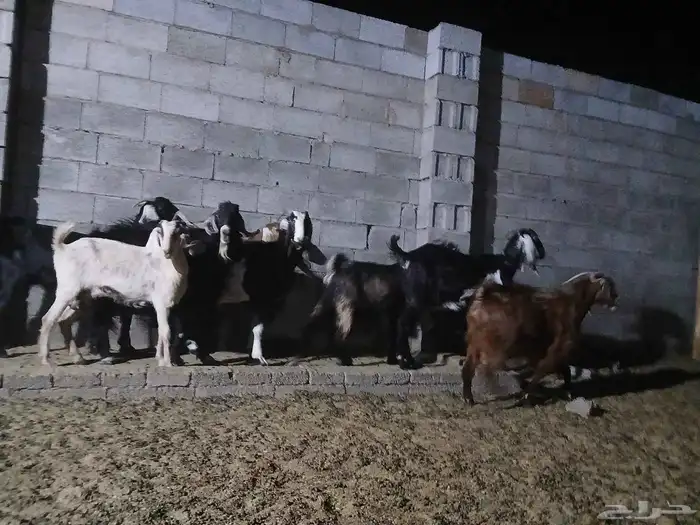 معزا عوارض 2