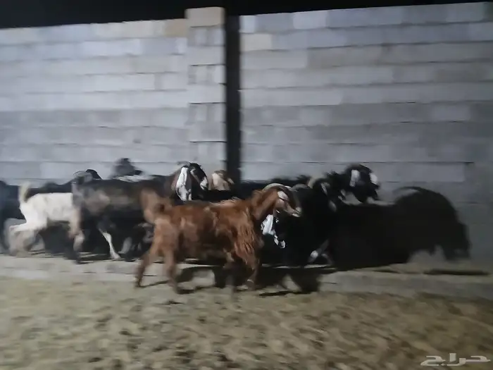 معزا عوارض 3