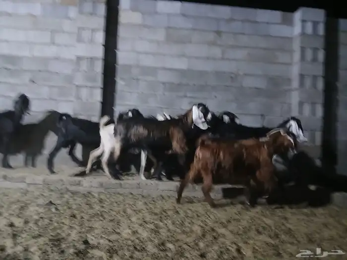 معزا عوارض 1