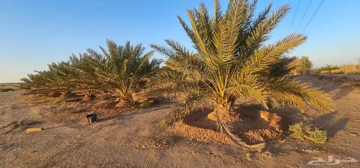 يوجد لدي نخل انواع طيبه 1