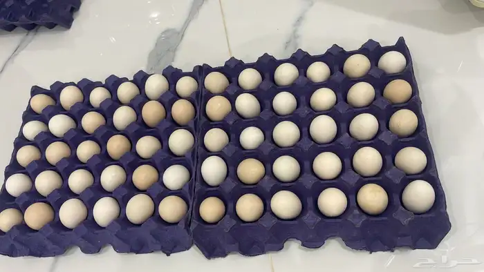 بيض دجاج بلدي طازج 2