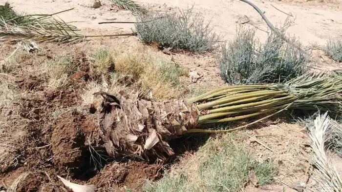 نخل خلاص برحي سكري 2