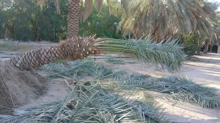 يتوفر لدينا جميع انوع  النخيل  سكري خلاص برحي روثانه منيفي 6