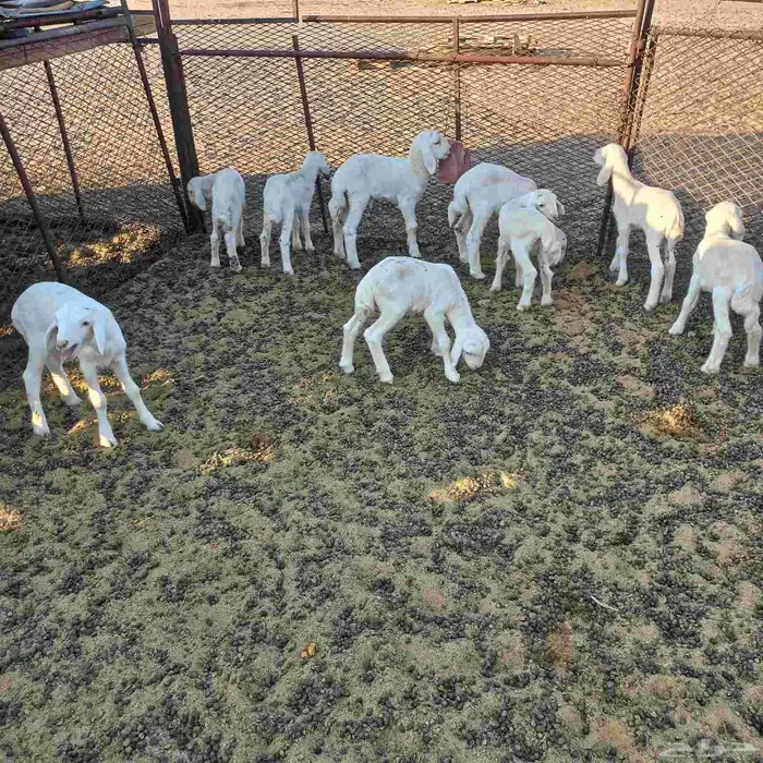 طليان دواغير حري 2