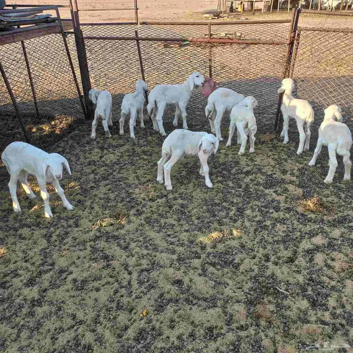 طليان دواغير حري 3