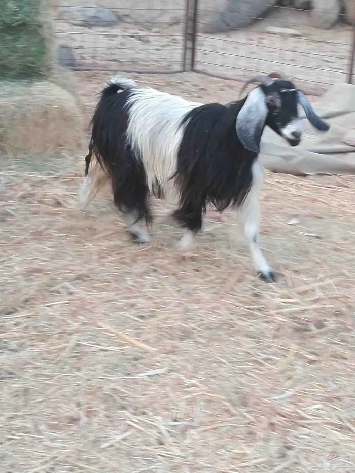 سلام عليكم ورحمة الله وبركاته 2