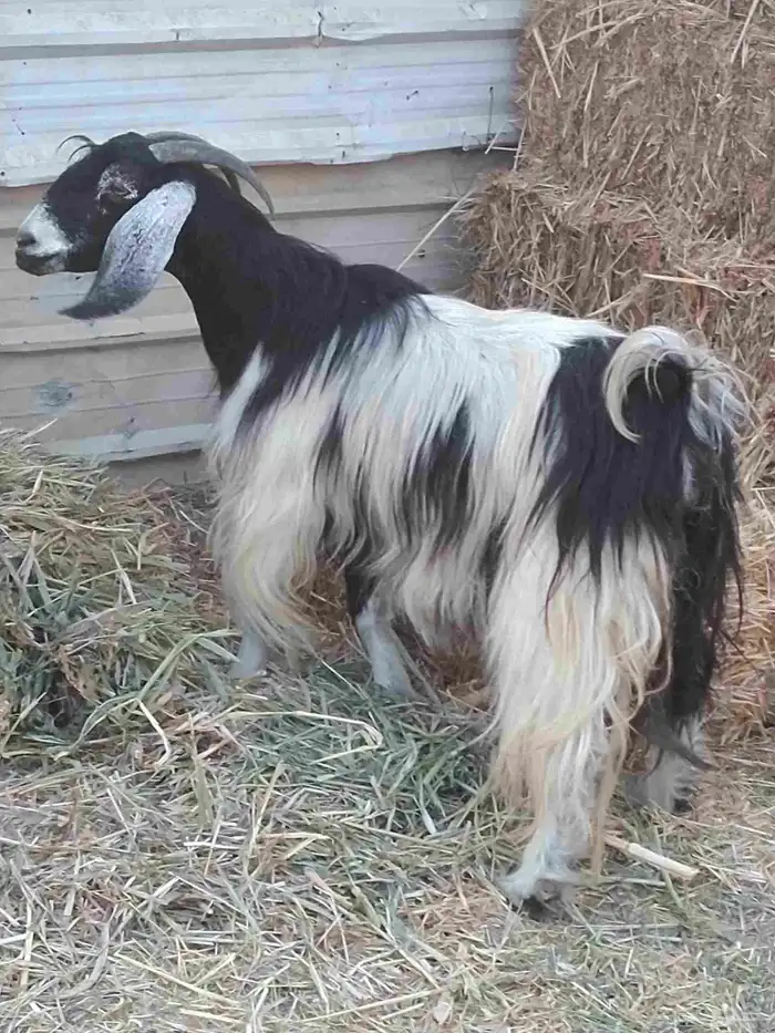 سلام عليكم ورحمة الله وبركاته 0