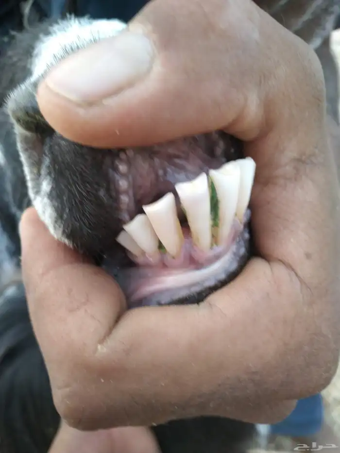 سلام عليكم ورحمة الله وبركاته 1