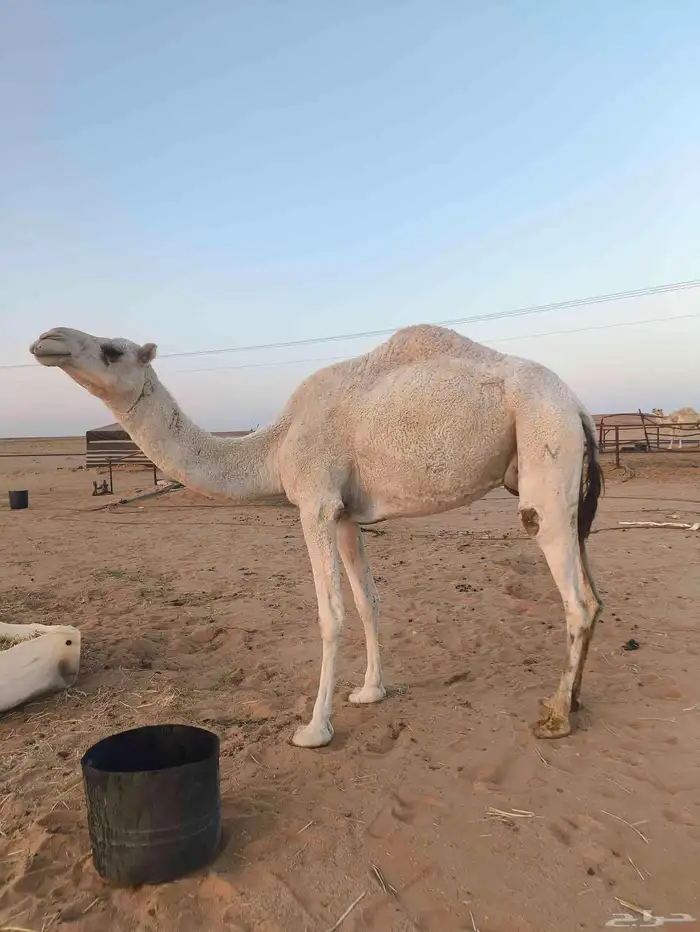 ضروبه ام ثاني 0