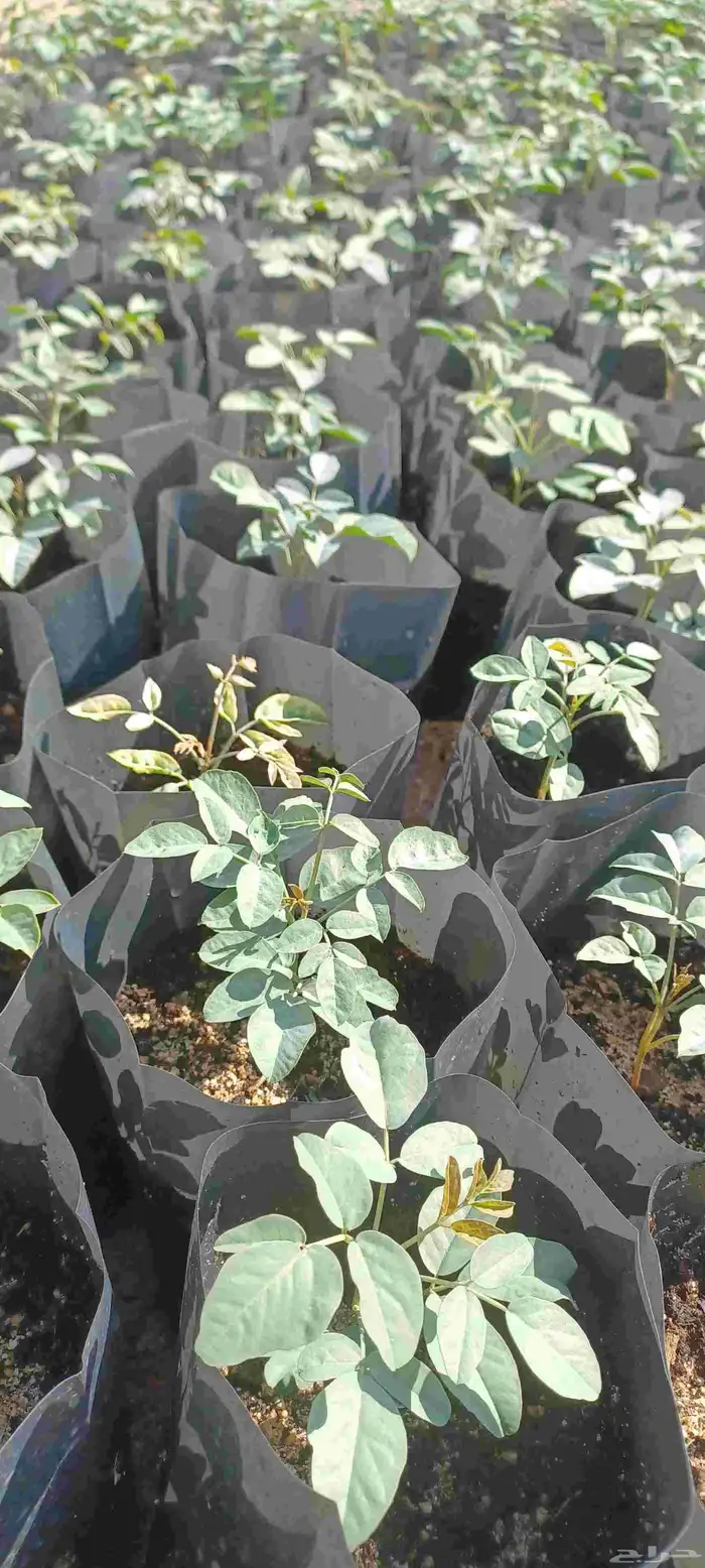 شتلات البان العربي ( اليسر ) 1