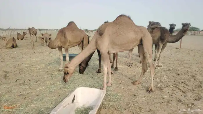 بكار عوادي طيبه العدد 7 5