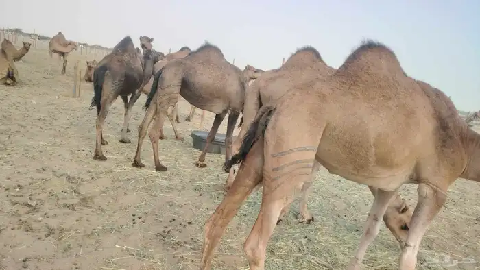 بكار عوادي طيبه العدد 7 2