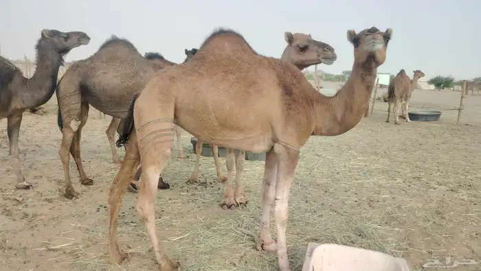 بكار عوادي طيبه العدد 7 1