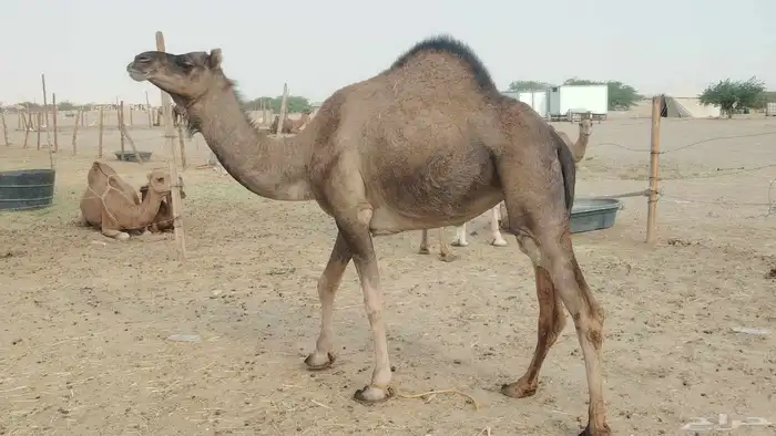 بكار عوادي طيبه العدد 7 4