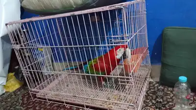 موصل طيور حيوانات اليفه أمانات index