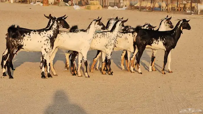 جفار بيشيات مرخ فواخر 4