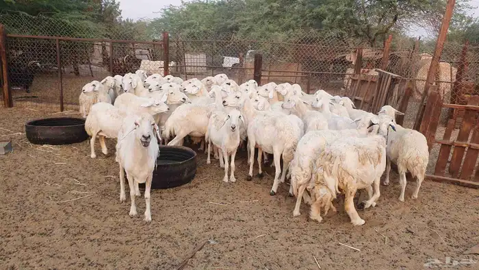 50 غنم جنب حريات 2