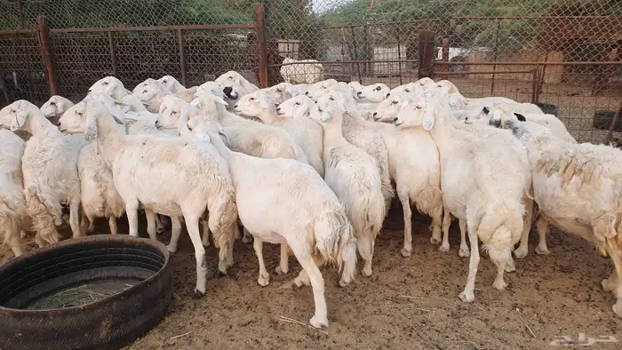 50 غنم جنب حريات 1